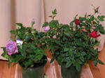 PICT0009.jpg