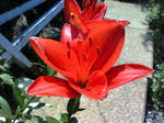 NEC_0128.JPG