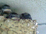 NEC_0130.JPG