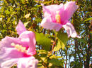 P1070095-1.jpg