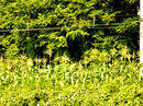 P1070142-01.jpg