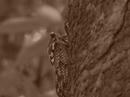 P1070270-001.jpg