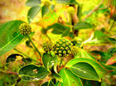 P1070597-01.jpg