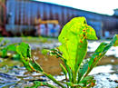 P1070807-0830.jpg