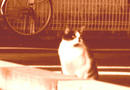 P1070956-nora.jpg