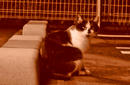 P1070947-nora-2.jpg
