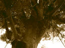 aP1080164.jpg
