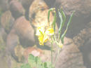 P52.jpg