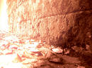 P77.jpg