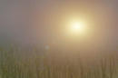 sun.JPG