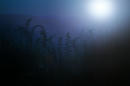 yoru-2.JPG