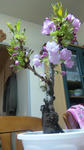 sakura_001.jpg