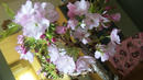 sakura_002.jpg