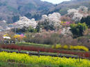 hanamiyama.005_001.JPG