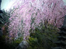 hanamiyama.016_001.JPG