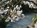 hanamiyama.025_001.JPG