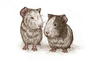 The rat cheated the cat and joined the sexagenary cycle