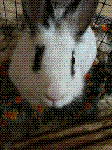 IMG_0042.GIF