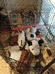 IMG_0050.GIF