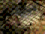 IMG_0052.GIF