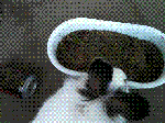 IMG_0069.GIF
