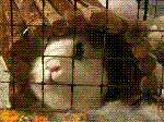 IMG_0076.GIF