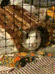 IMG_0075.GIF