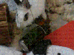 IMG_0082.GIF