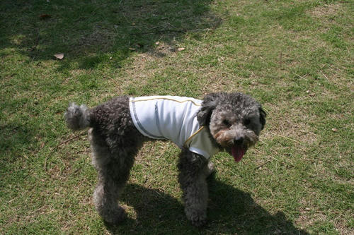 20080719_wak_03.jpg