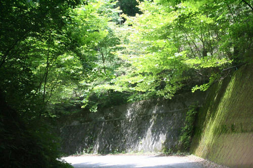 20080721_Kiri_08.jpg