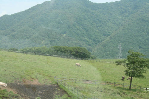 20080721_Kiri_16.jpg