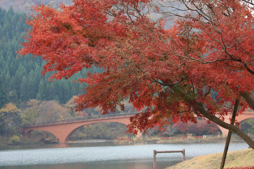 20081115_Kzawa_017.jpg