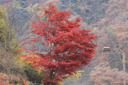 20081115_Kzawa_016.jpg
