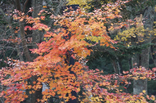 20081115_Kzawa_027.jpg