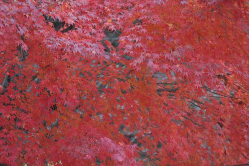 20081115_Kzawa_026.jpg