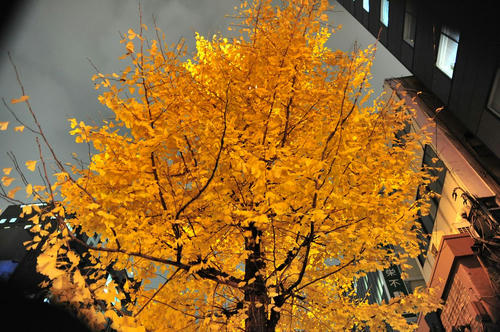 20081208_Tower_005.jpg