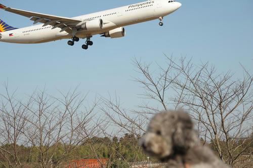 20081221_Narita_005.1.jpg