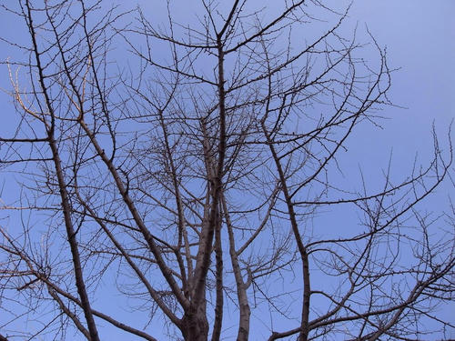 20081230_GX200_001.jpg