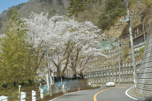 20090411_Oku_015.jpg