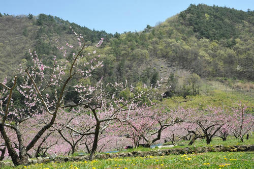 20090411_Oku_034.jpg