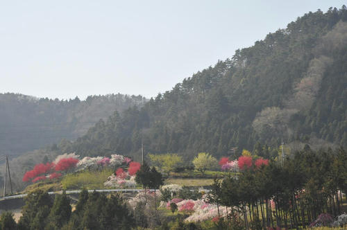 20090411_Oku_051.jpg
