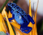 frog.jpg