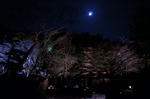 DSCF4203.jpg
