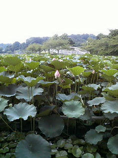 200808051540000.jpg