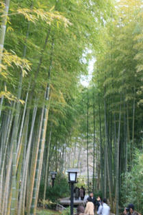 kawazu3.jpg