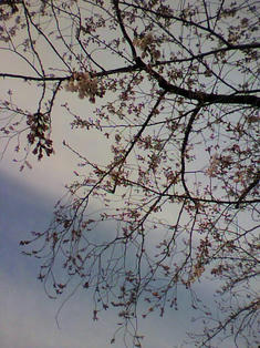 2010032715460000.jpg