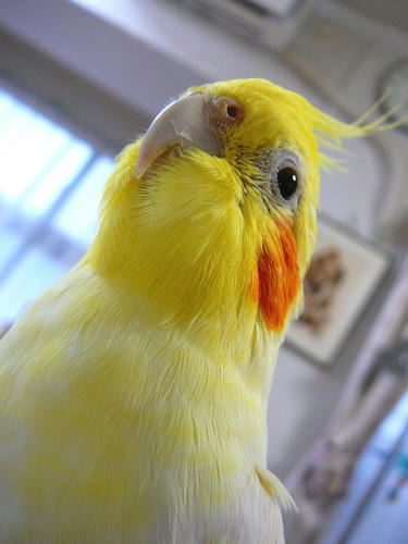 顔あっぷ写真 Sucreなオカメインコ