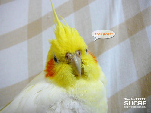 壁紙プレゼント Sucreなオカメインコ