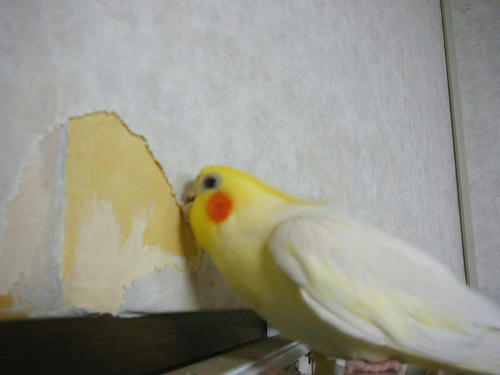 壁紙 Sucreなオカメインコ