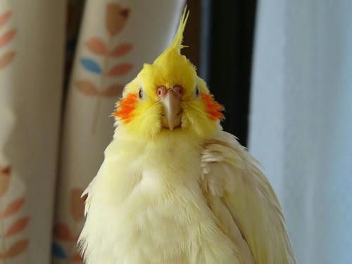 ぽわっぽわっ壁紙 Sucreなオカメインコ